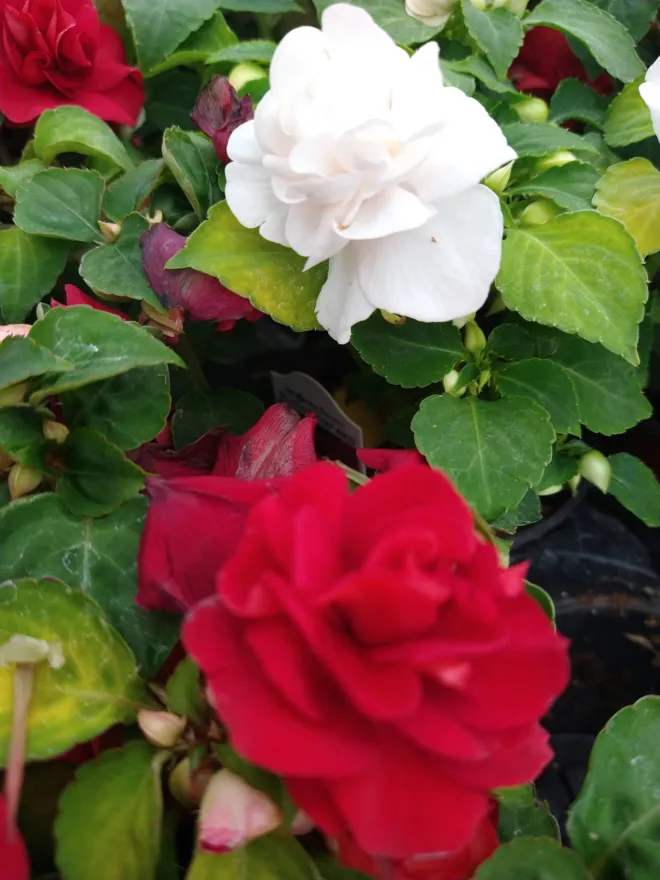 Stone Ridge Farm Nebraska