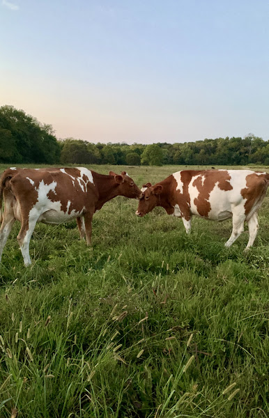 Grubbs Family Farm photo 2
