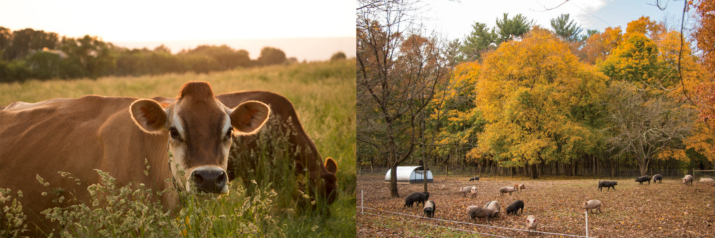 Aliquippa – Family Cow pickup photo 2