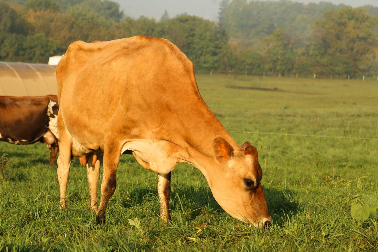 Aliquippa – Family Cow pickup photo 4