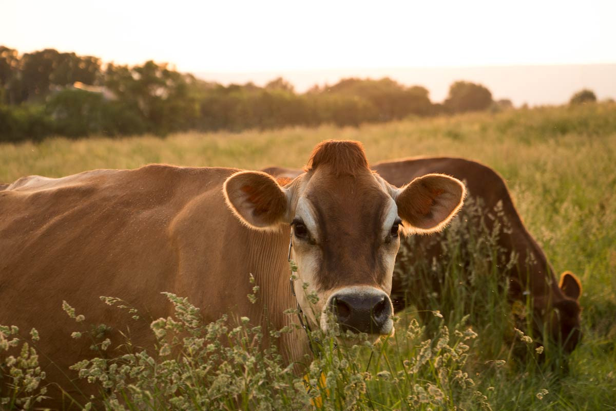 Aliquippa – Family Cow pickup photo 5