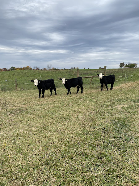 Grandview Farm photo 2