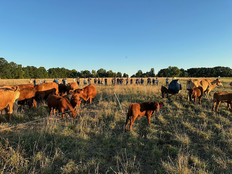 Rebel Pastures photo 3