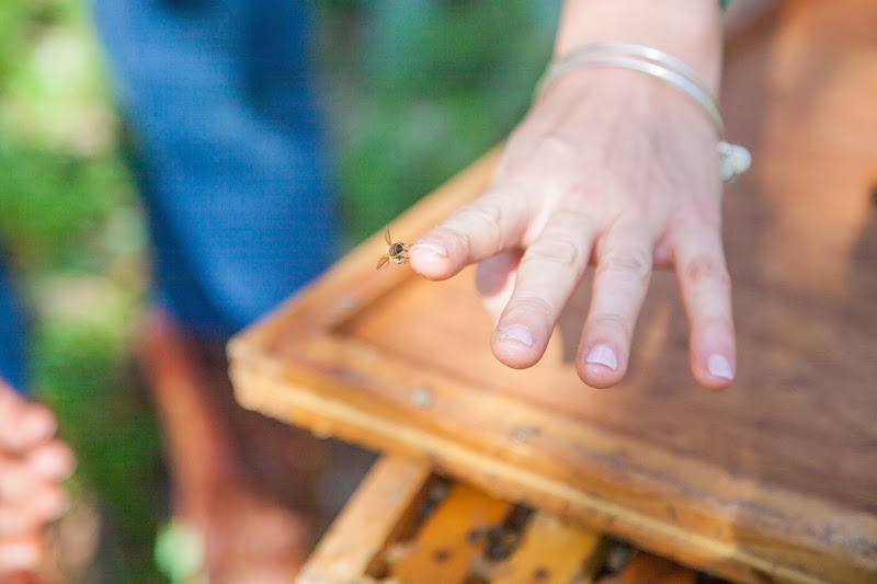 Two Hives Honey photo 2