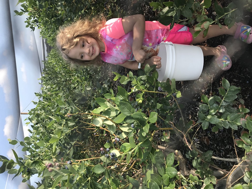 Florida Best Blueberries