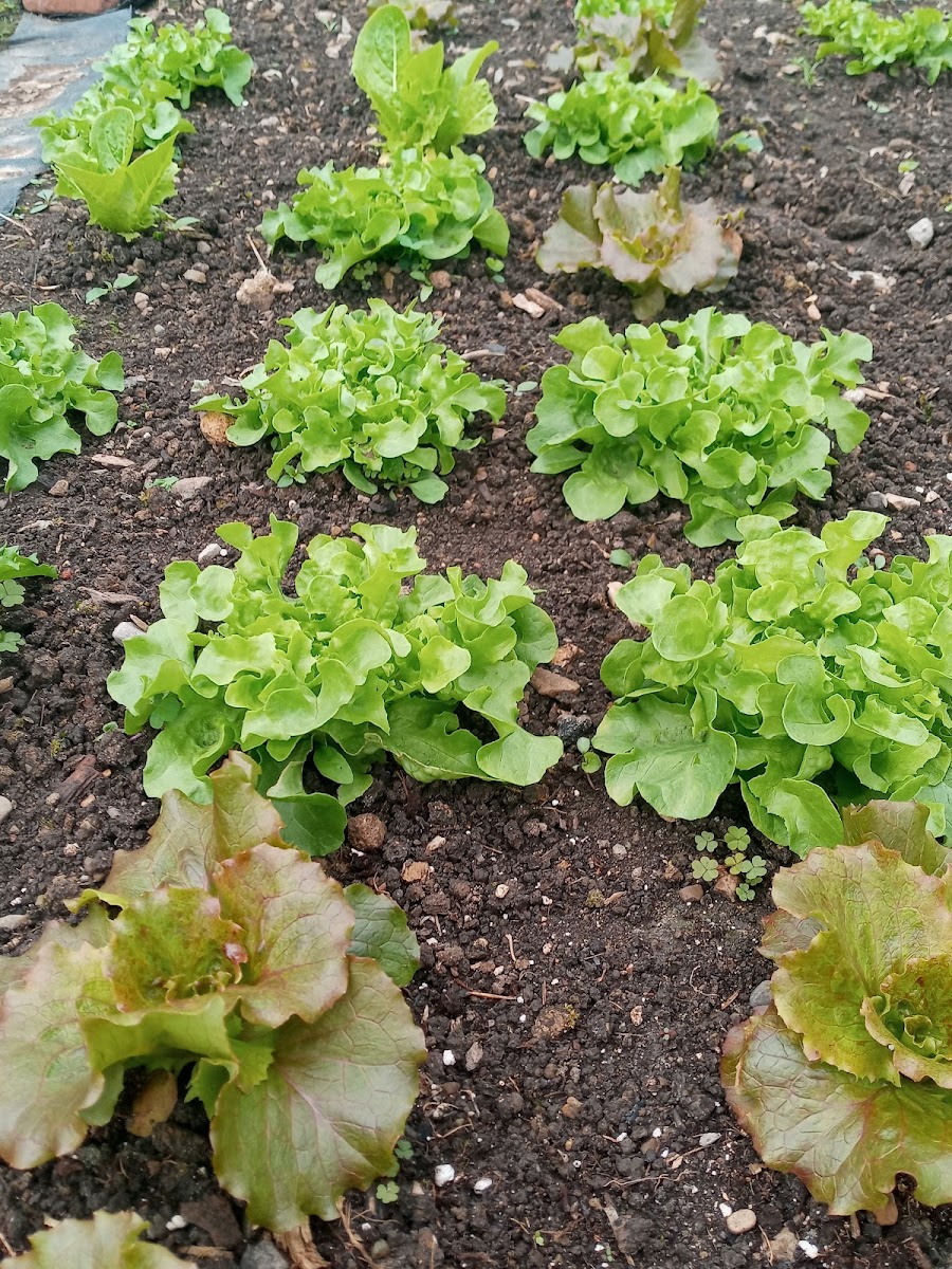 Eden Urban Gardens,LLC photo 2