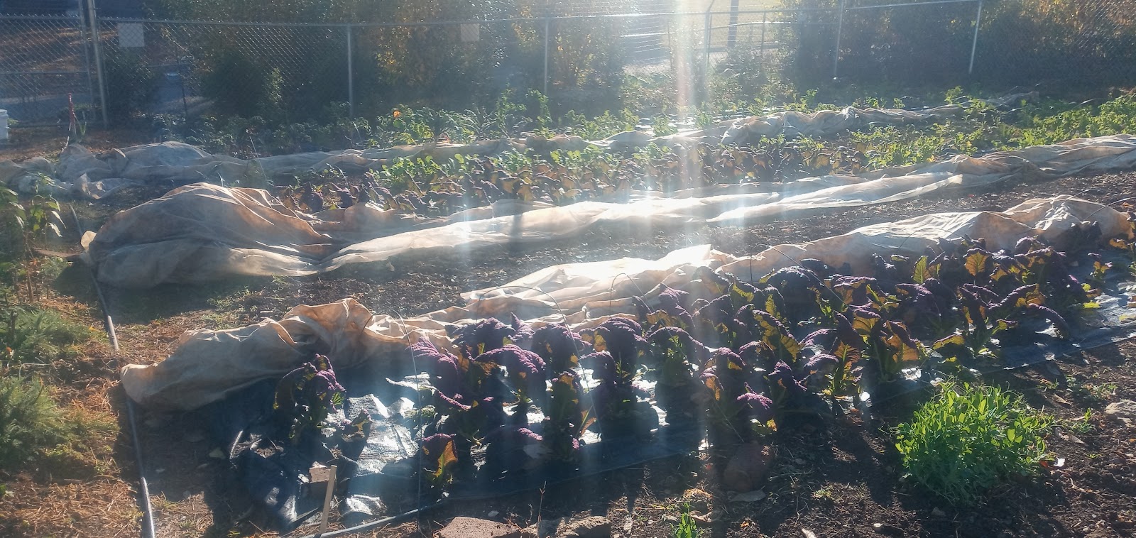 Eden Urban Gardens,LLC photo 3