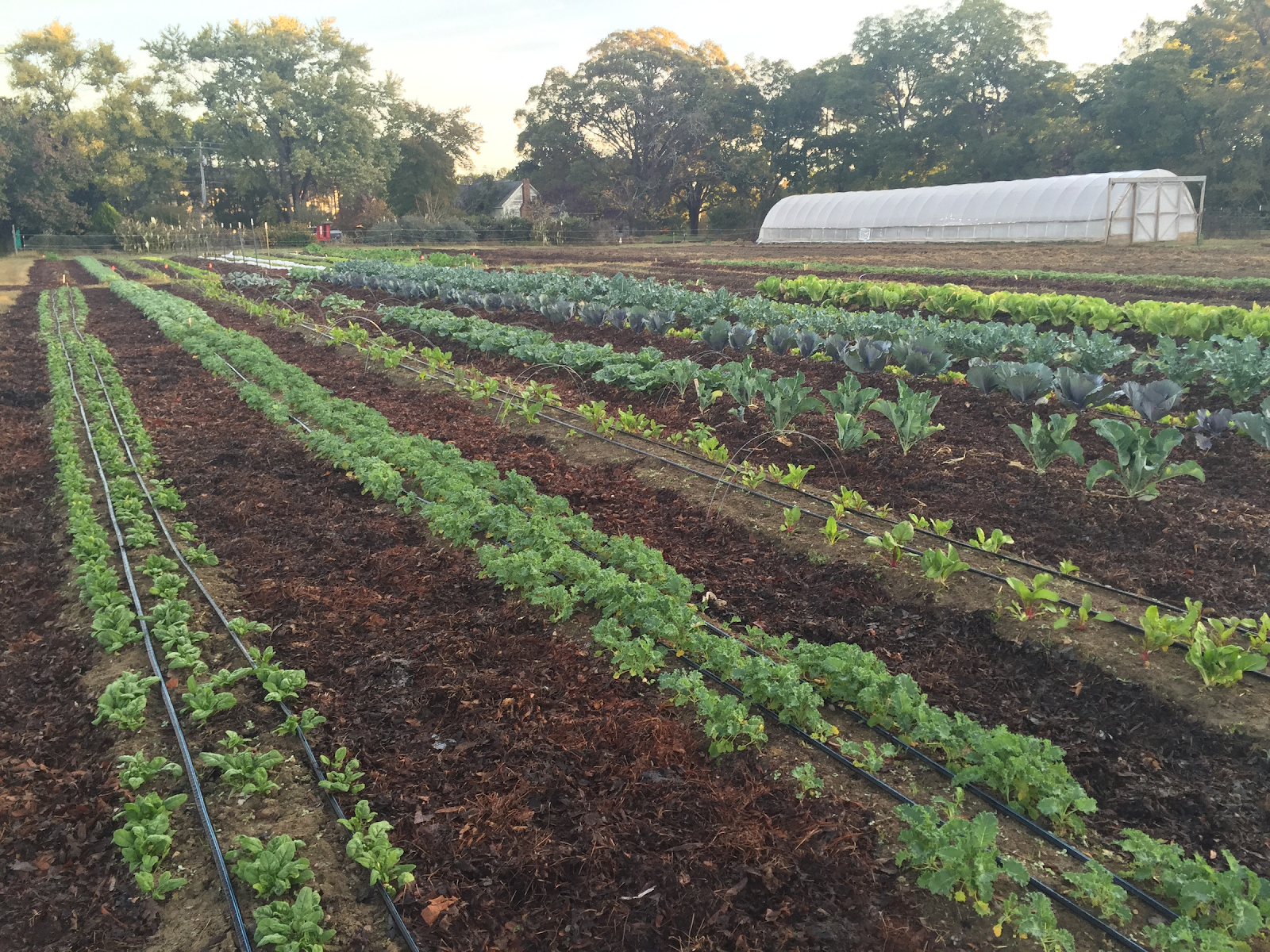 Inter-Faith Food Shuttle Tryon Road Farm Stand photo 26