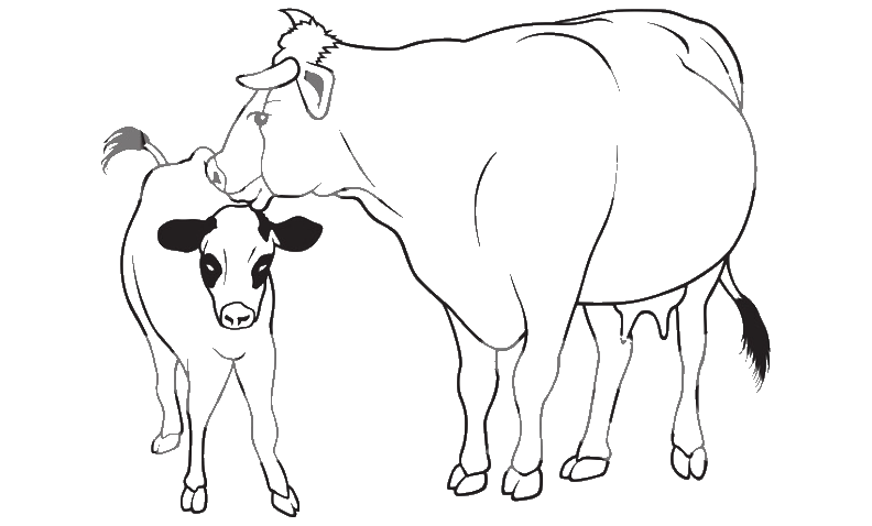 Big Oak Beef photo 2