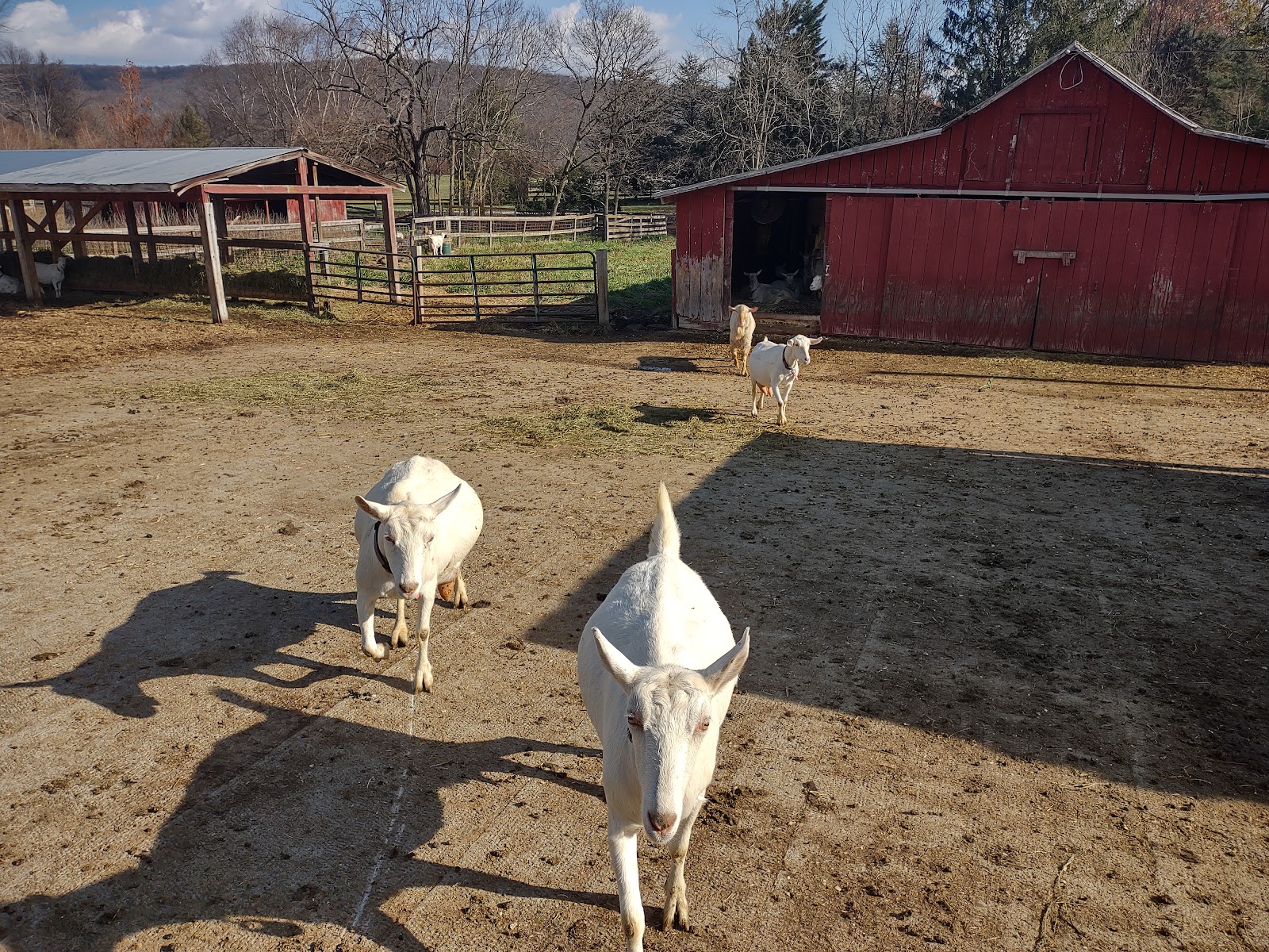 Caprikorn Farms LLC photo 2