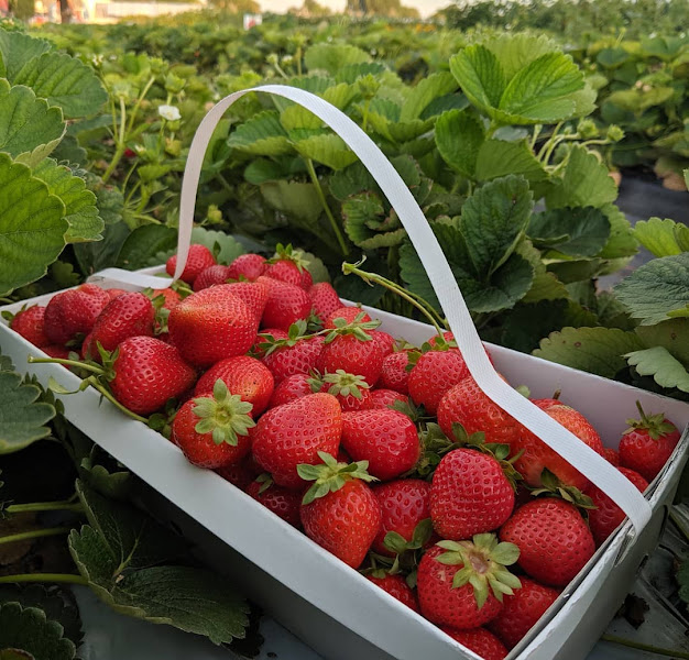 Garden Sweet (May-Sep)