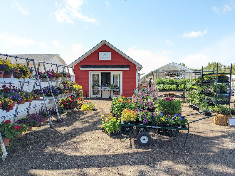 Garden Sweet (May-Sep) photo 2