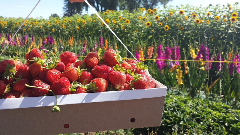 Garden Sweet (May-Sep) photo 3