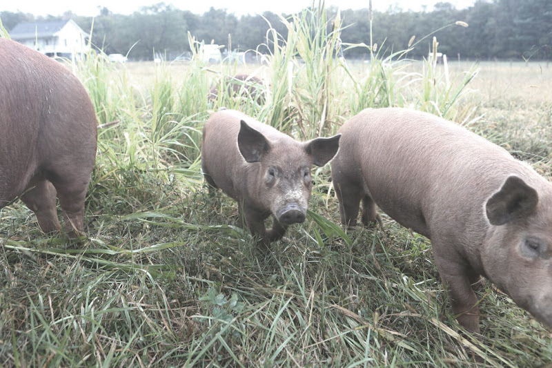 Long Stone Farm photo 4