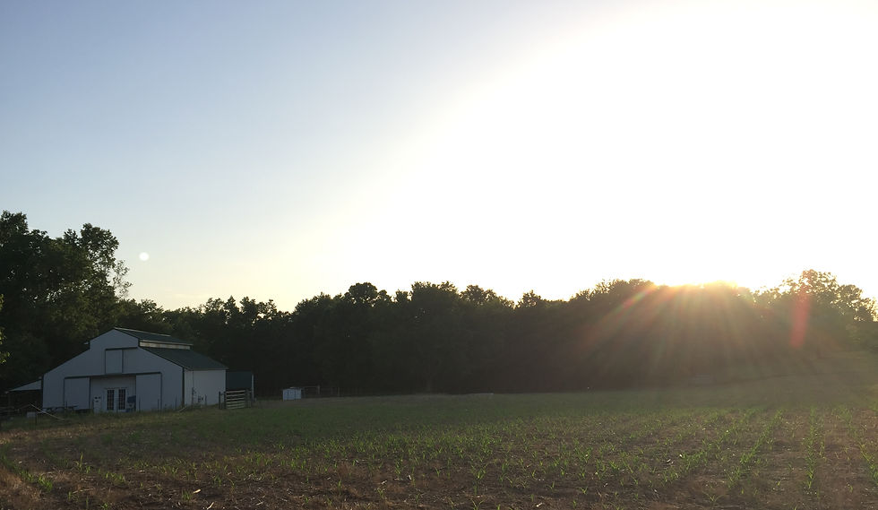 Cherry Place Farm photo 6