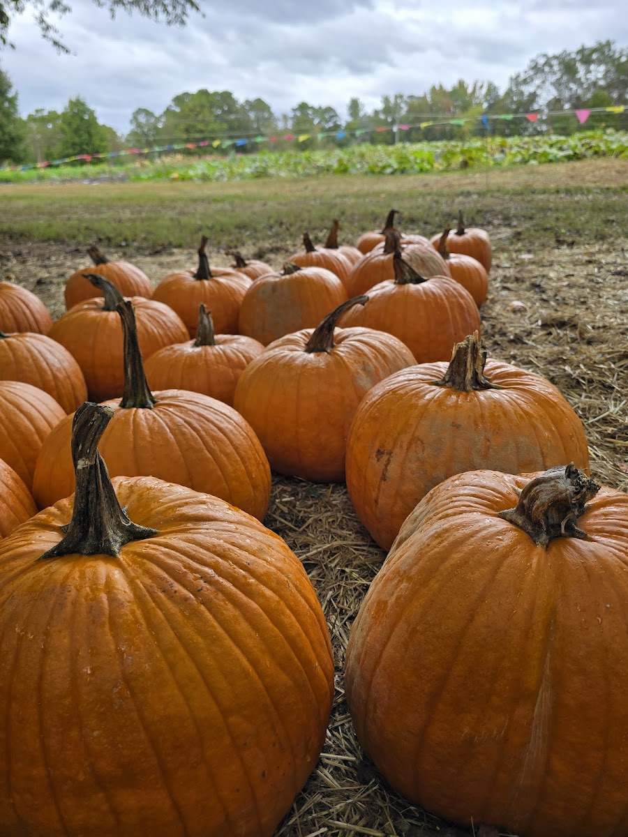 Cherry Place Farm photo 4