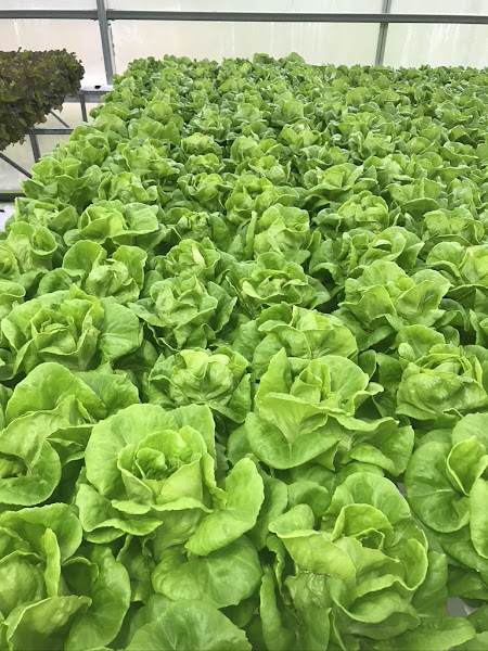 Cornucopia Farms Avera. LLC photo 4
