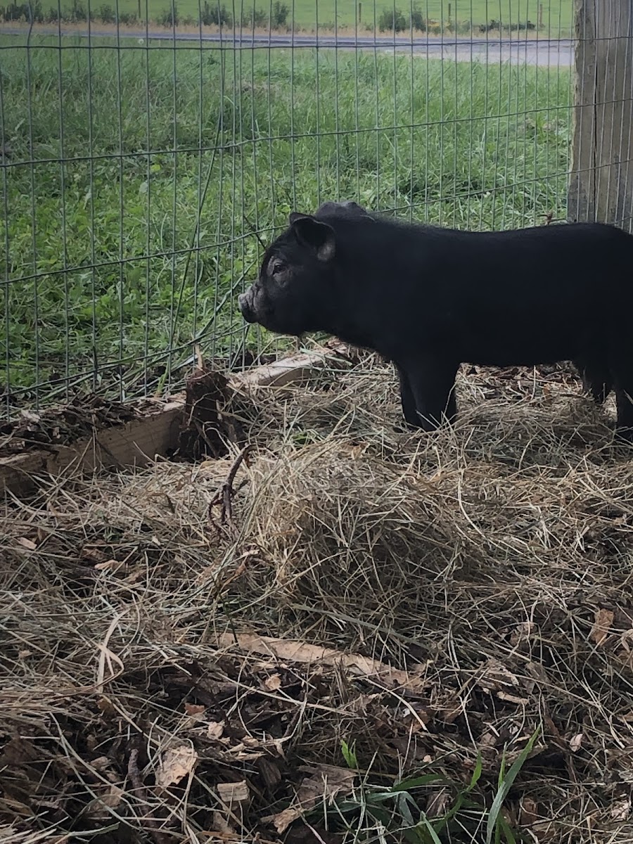 Captain Family Farms