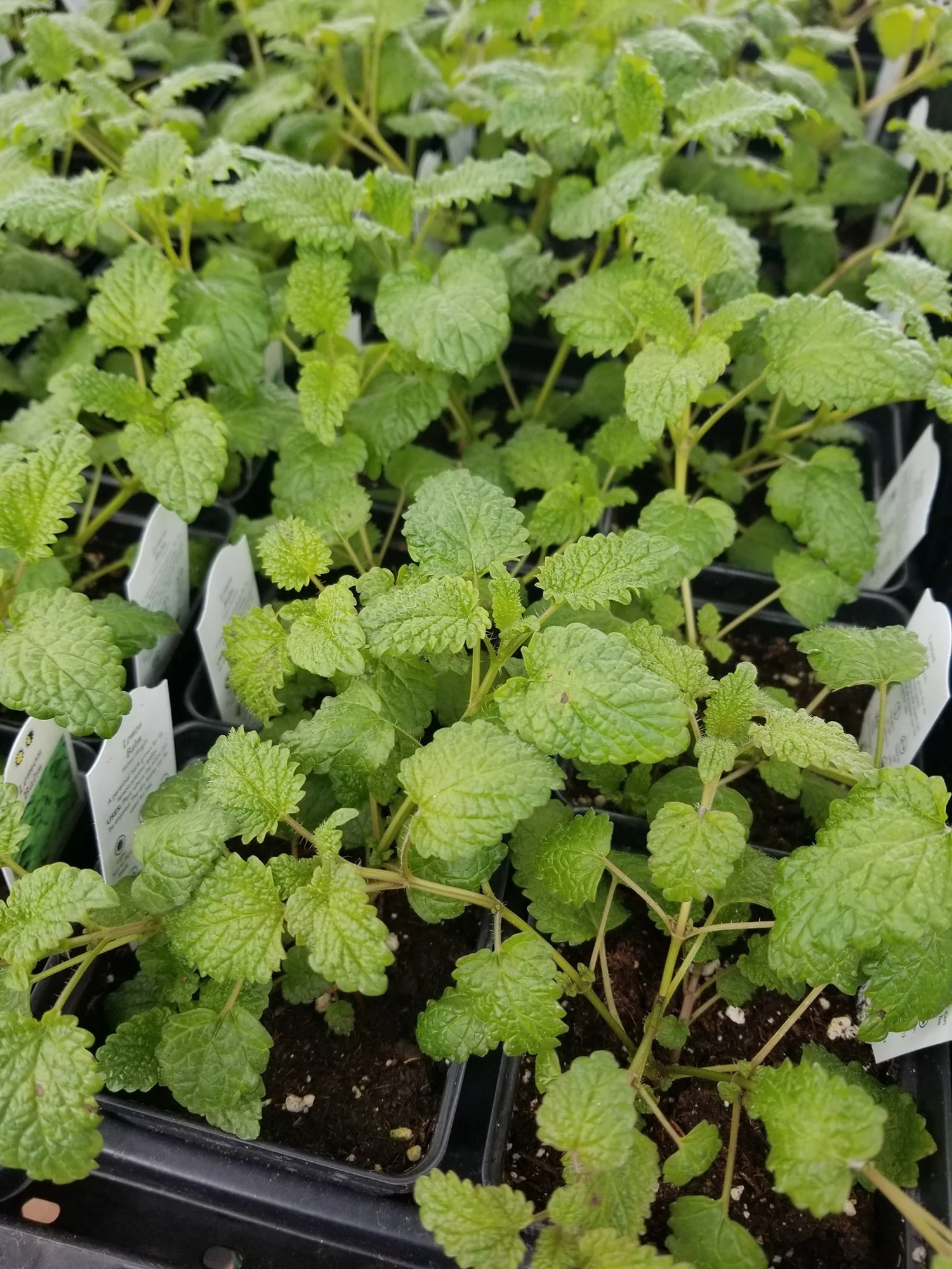 Brakstad Natural Farms