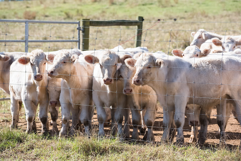 Baldwin Family Farms