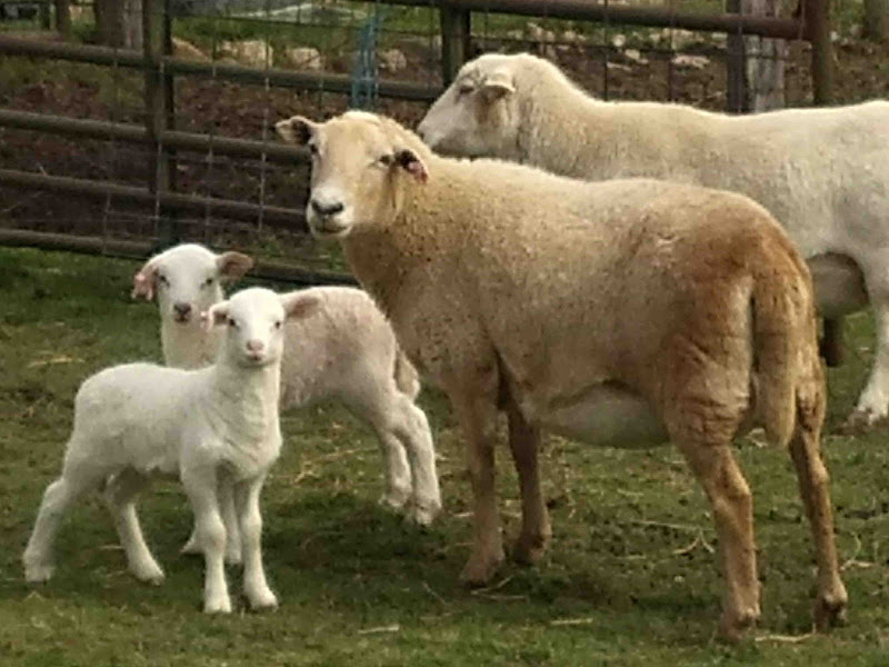Chander Hill Farm photo 13