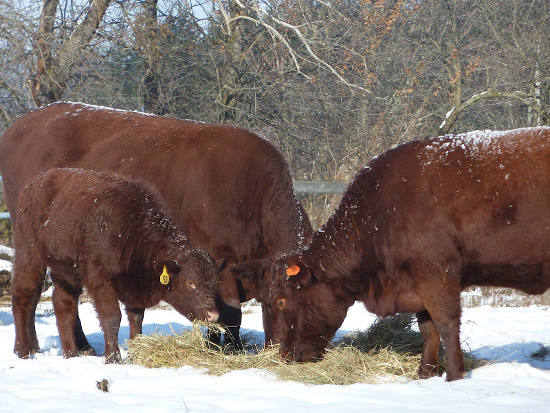 Chander Hill Farm photo 14
