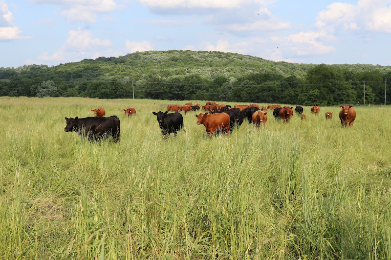Burns Angus Farm photo 2
