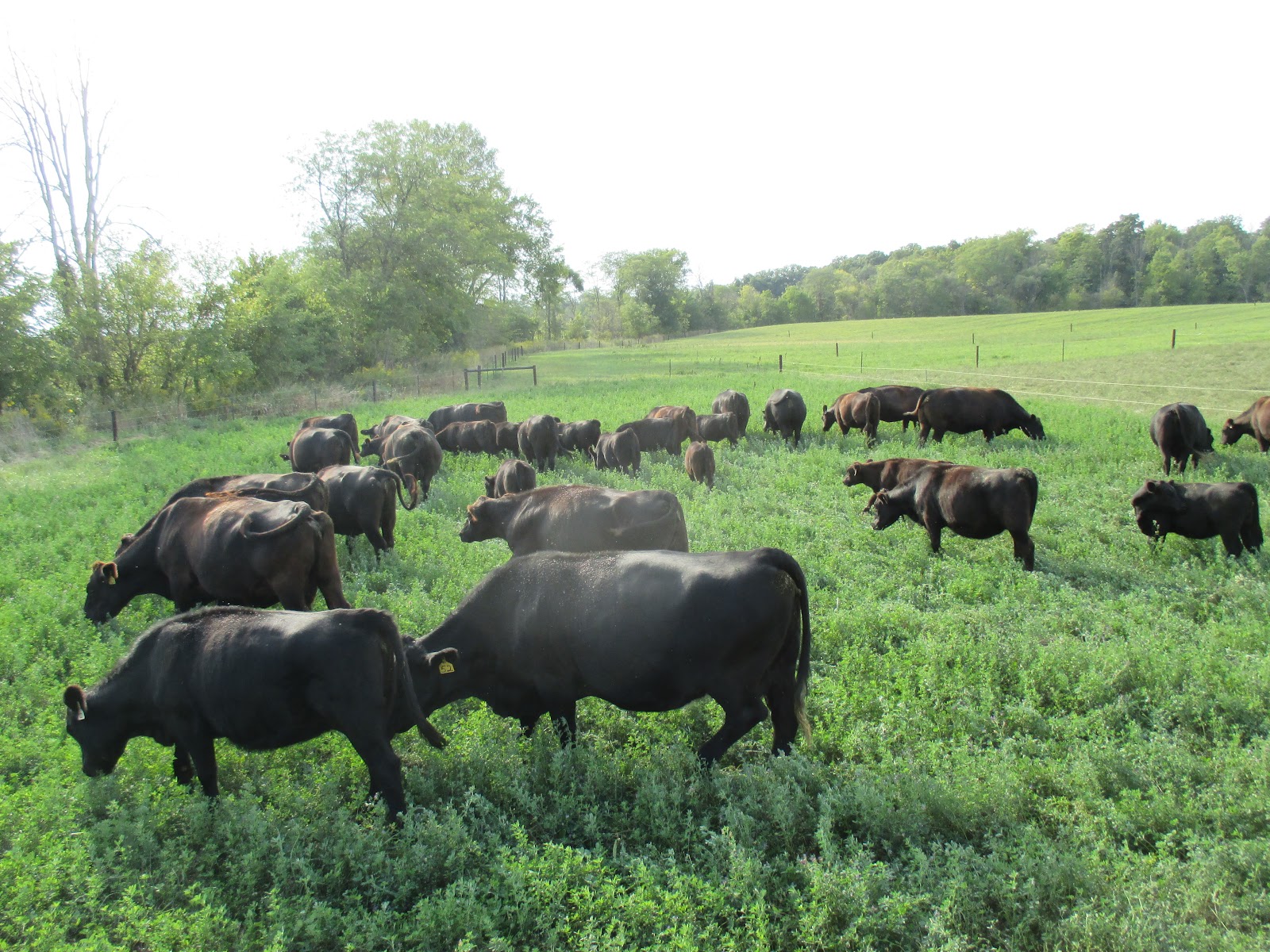 R Farm of Northwest Ohio, LLC photo 2