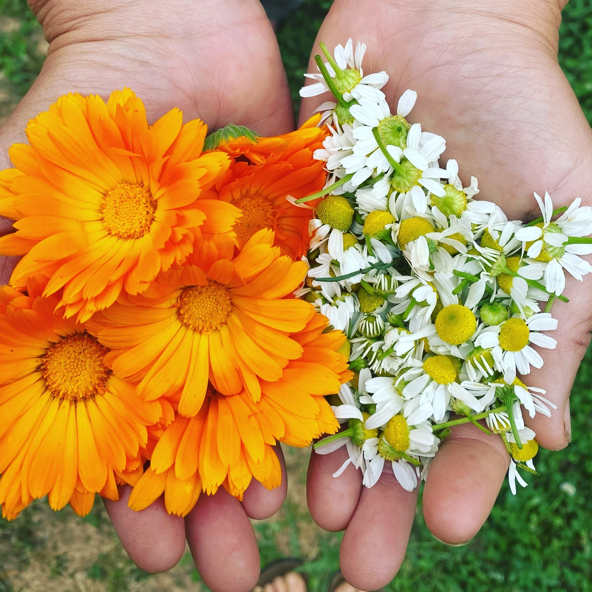 Crystal Organic Farm