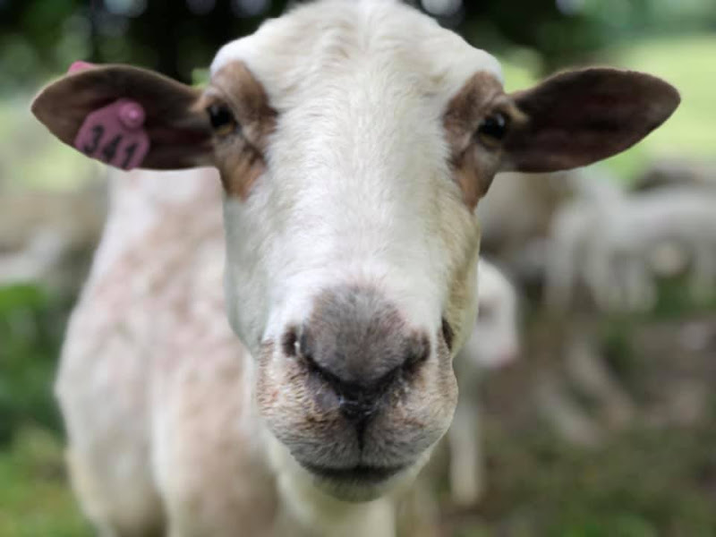 Johnsville Meadows Farm photo 6