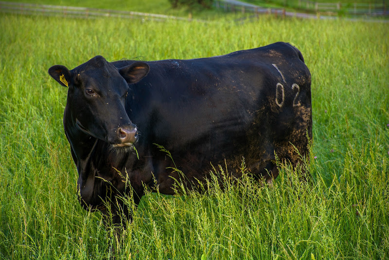 Johnsville Meadows Farm photo 7