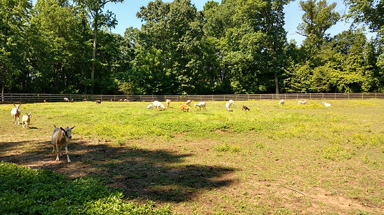 Morning Glori Farm Quinton Pickup Site photo 3