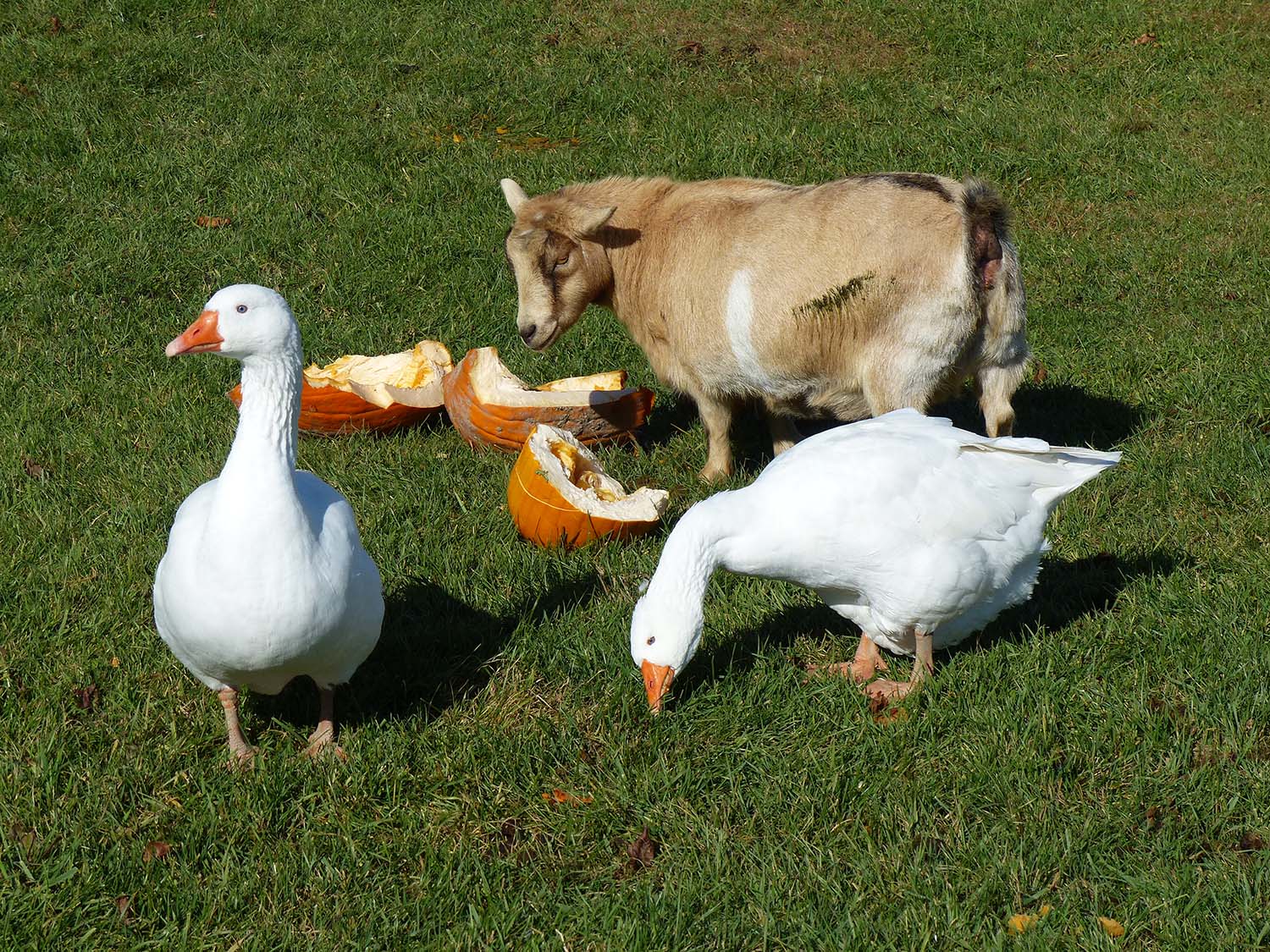 Homestead Animal Farm