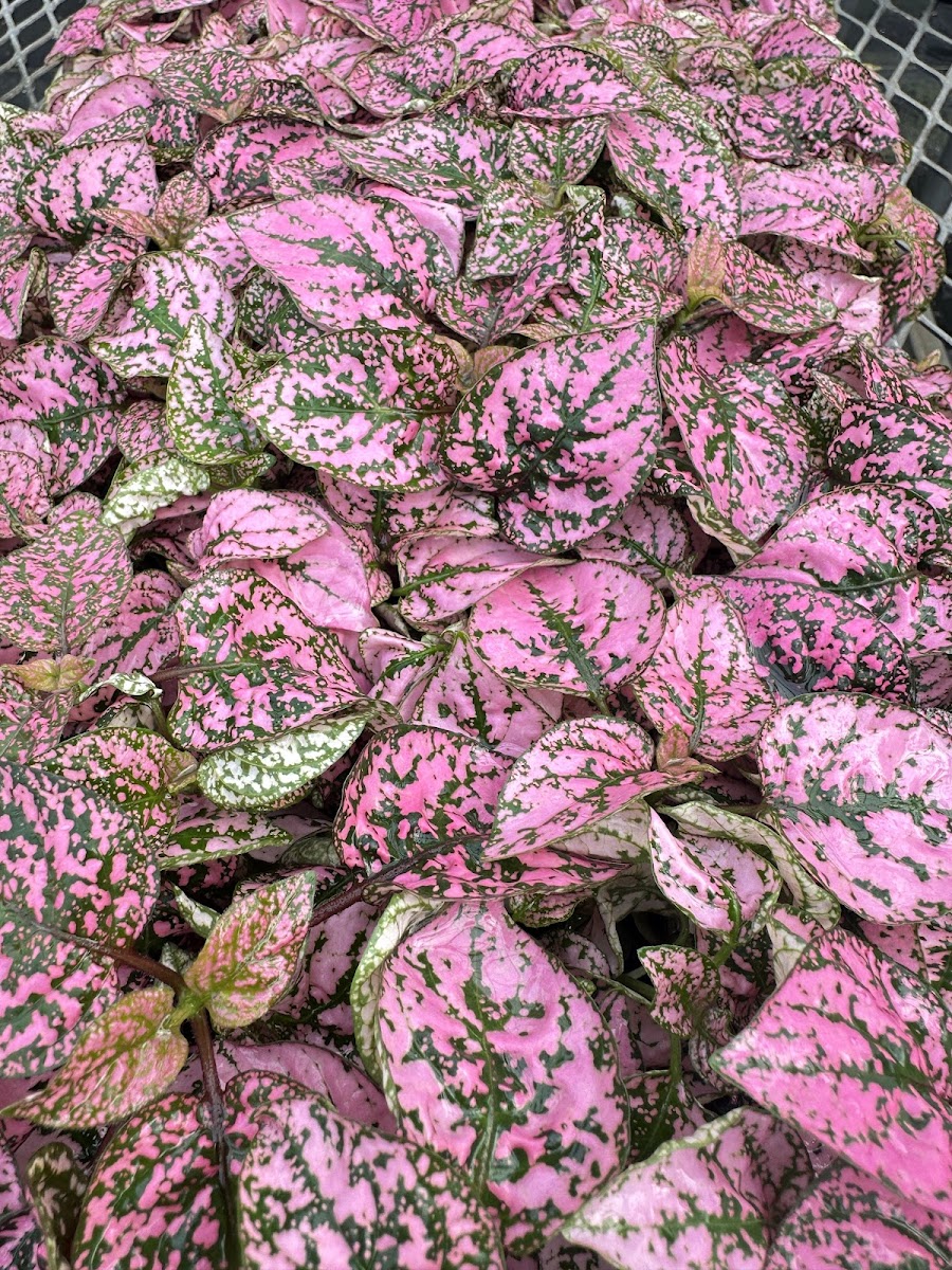 Ohio Heritage Farm photo 2