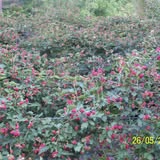 Hays Berry Farms