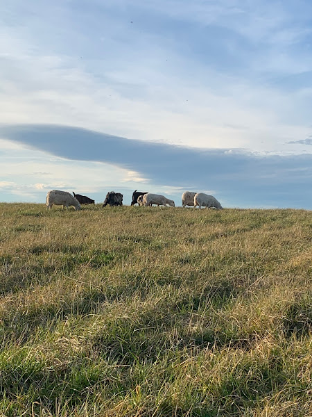 Refuge Farm