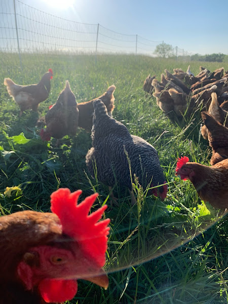 Refuge Farm photo 2