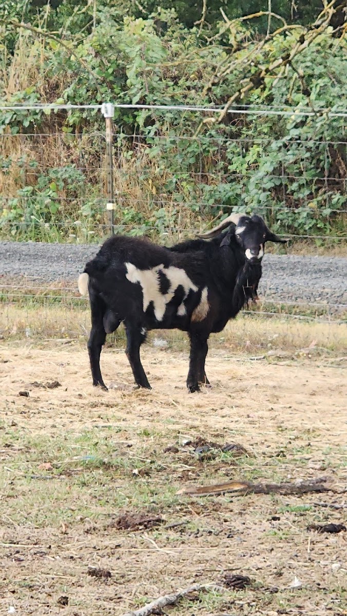 Bermudez Family Farm, LLC photo 3