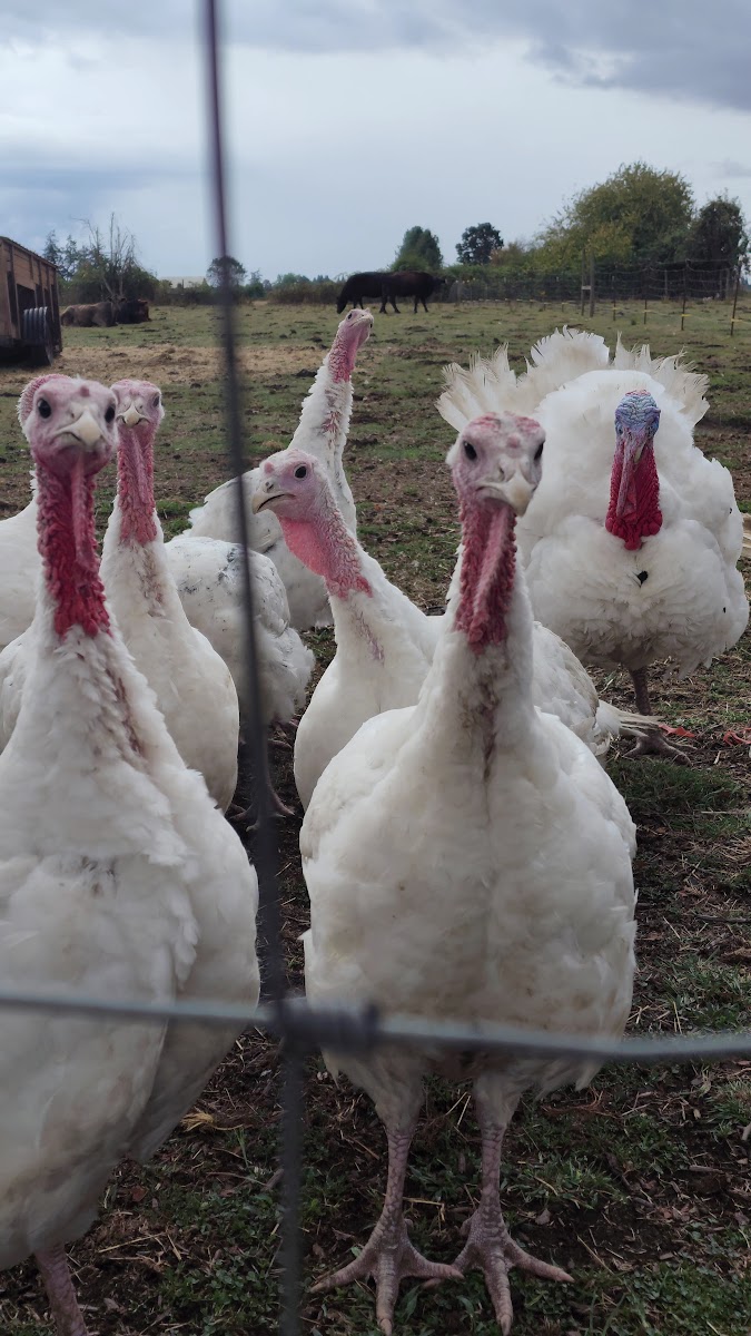 Bermudez Family Farm, LLC photo 4