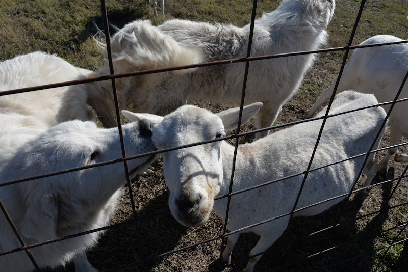 Good Earth Organic Farm