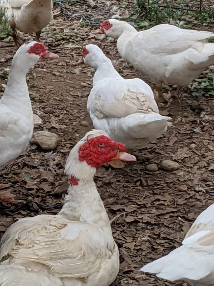 Countryside Farm photo 2