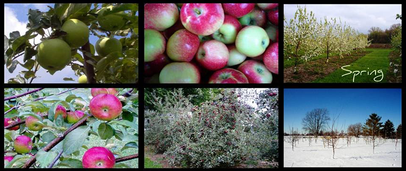 Apple of His Eye Orchard, LLC photo 2