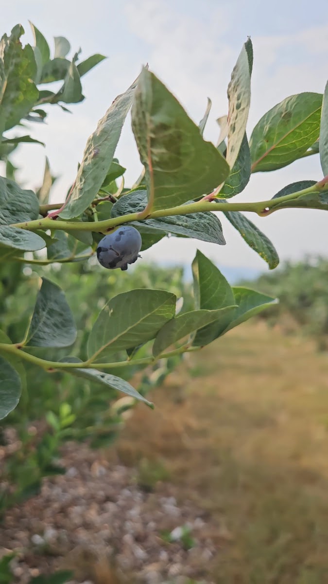 Red Canoe Farms photo 7