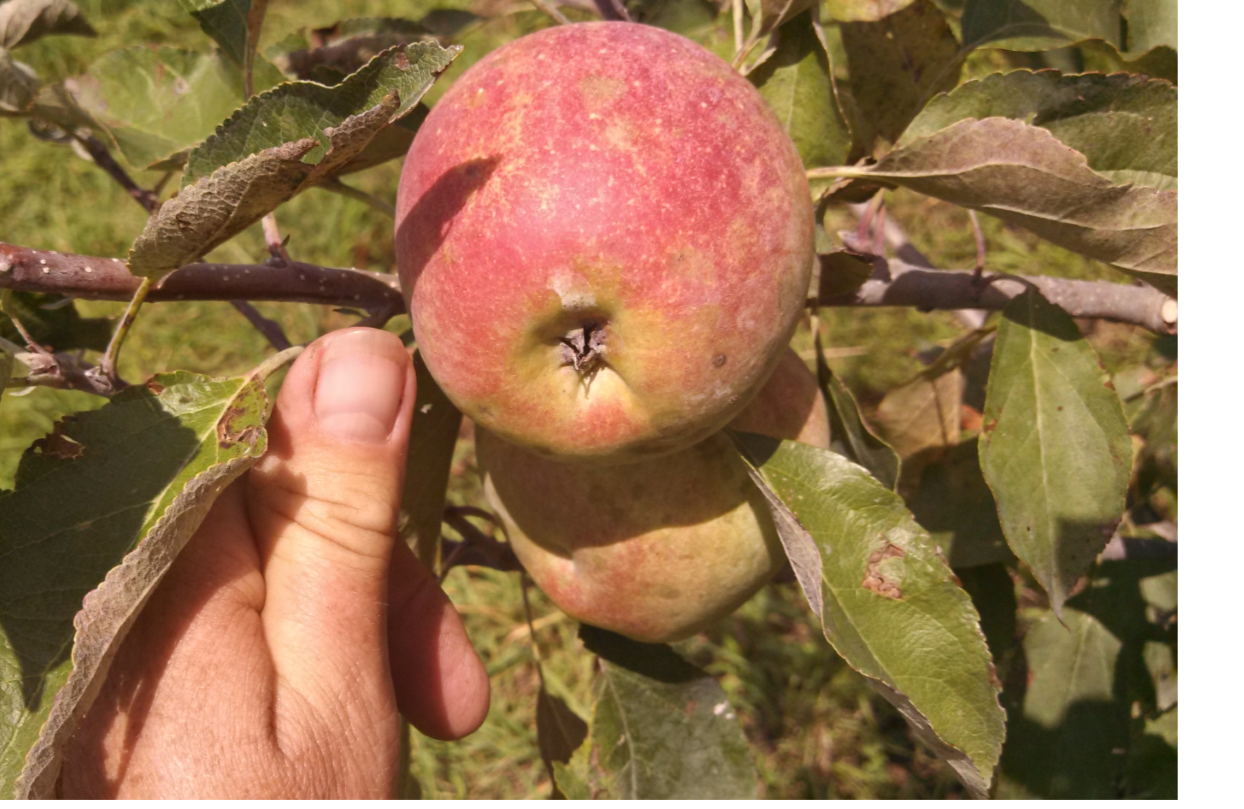 Breezy Ridge Acres photo 2