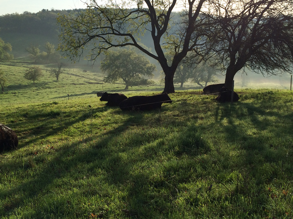 Butler Grassfed Beef photo 6