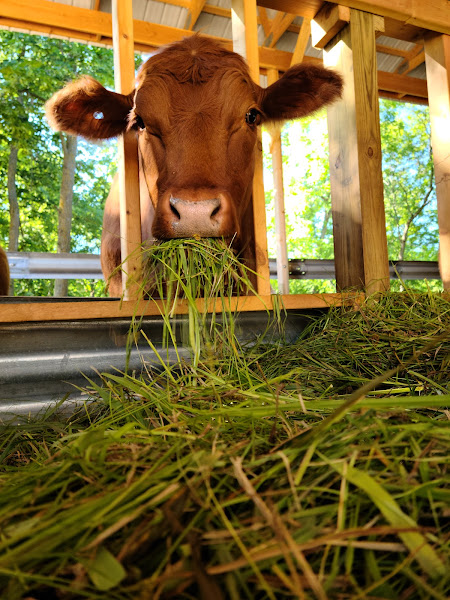 Butler Grassfed Beef photo 2