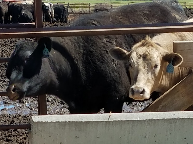 Troque Farms photo 7