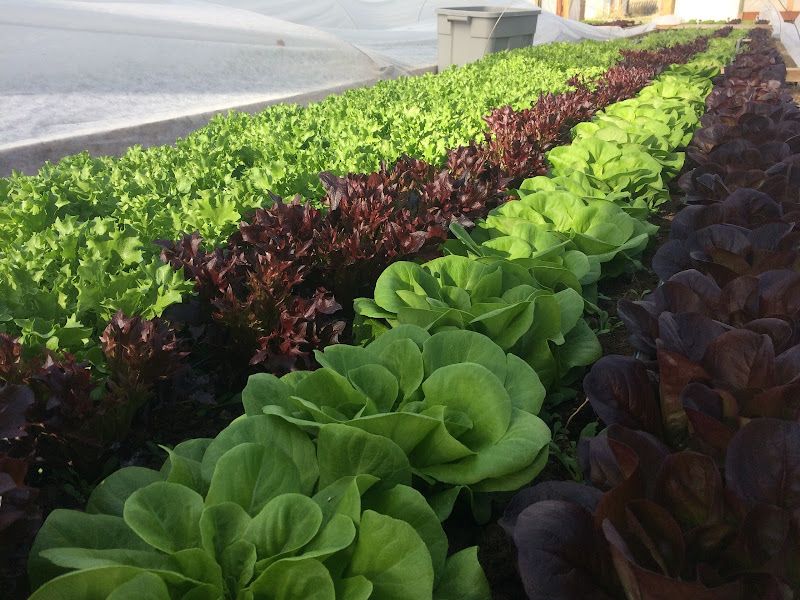 Radicle Roots Farm