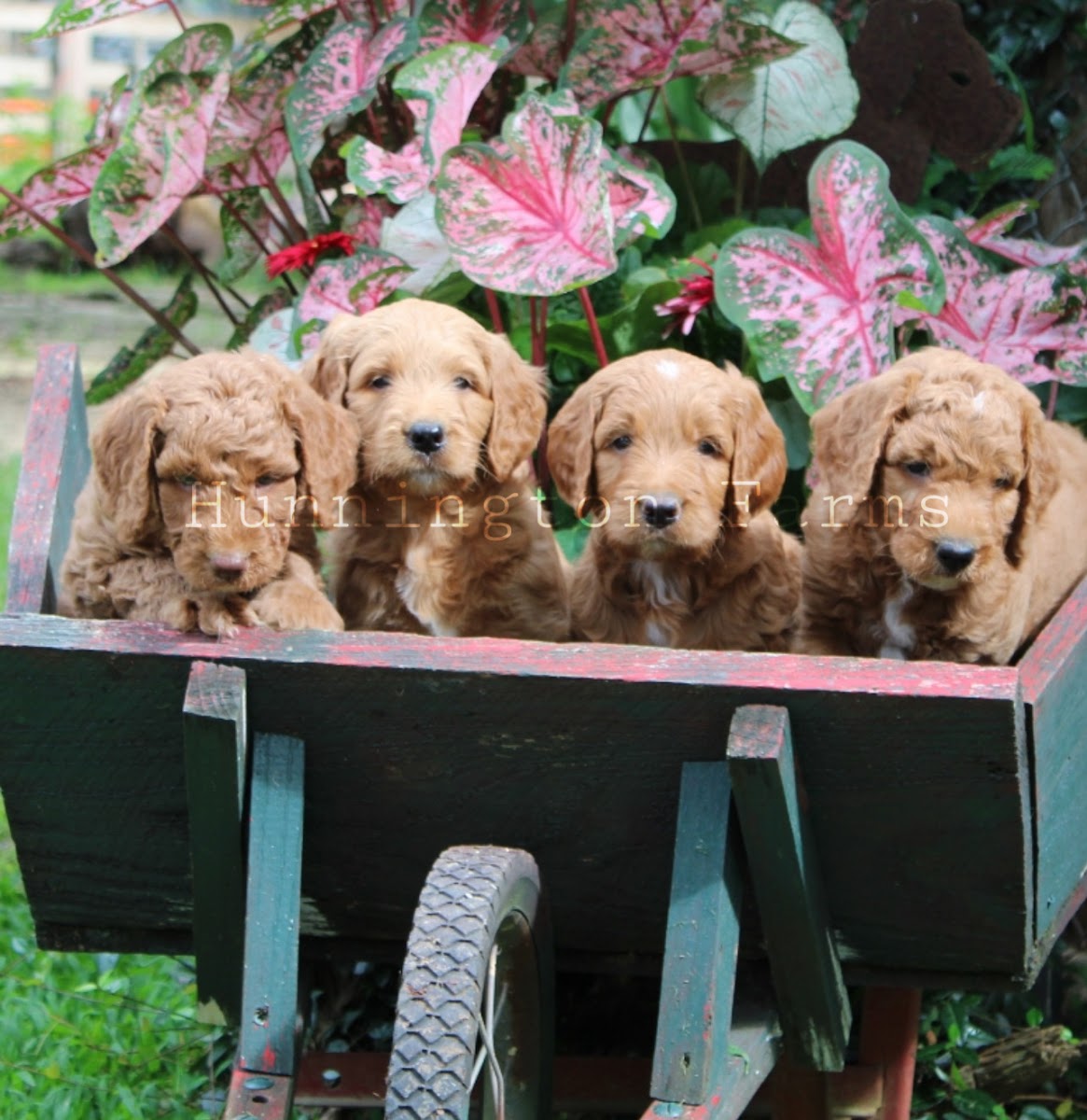 Hunnington Farms Kennel