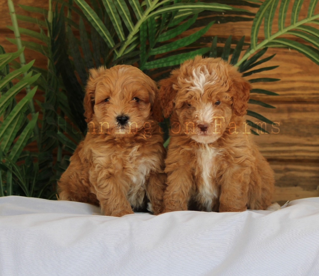 Hunnington Farms Kennel photo 2